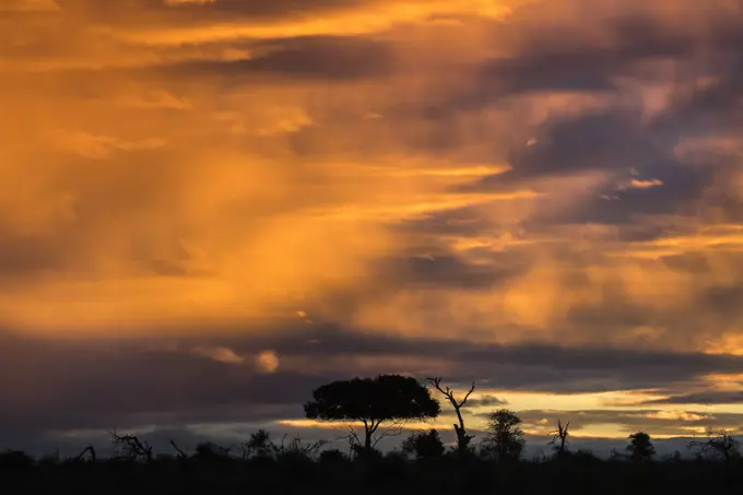 Sunset over Kruger National Park, South Africa, Africa