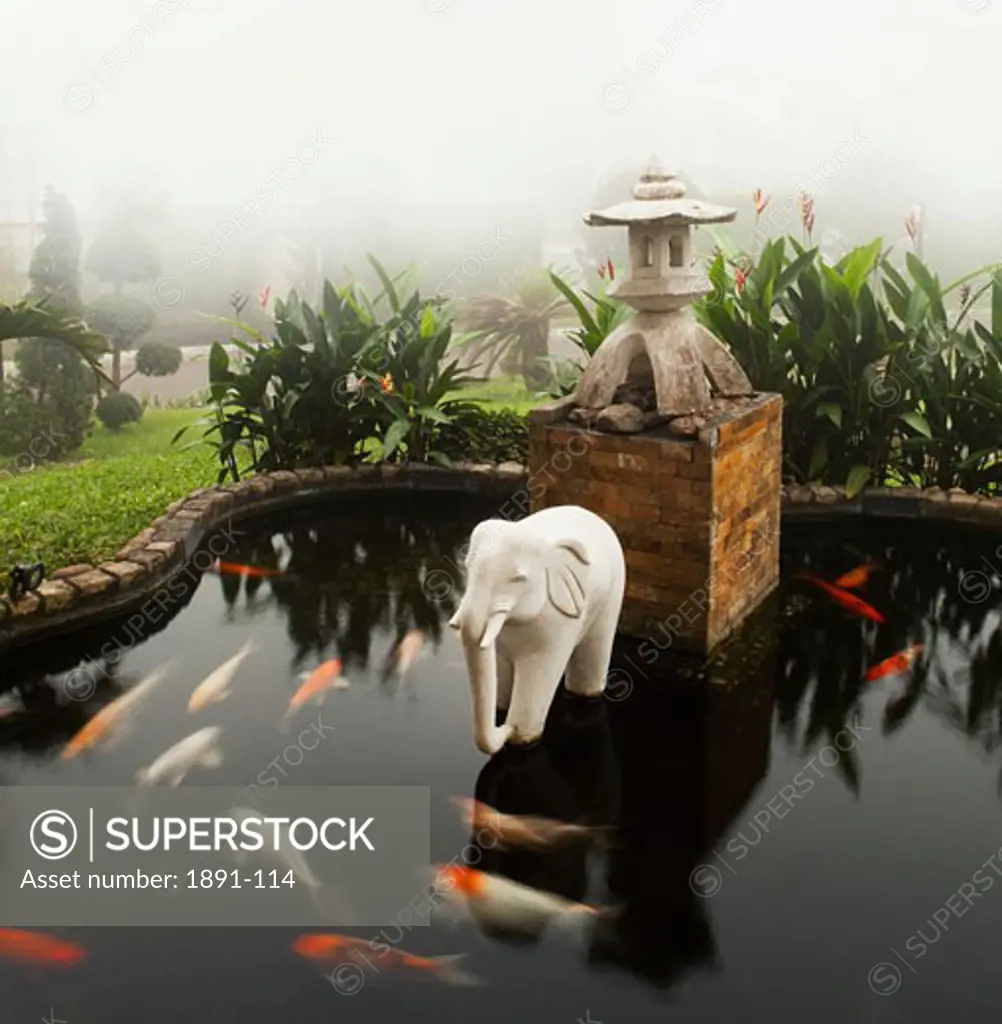 Koi carp in a pond, Yangon, Myanmar