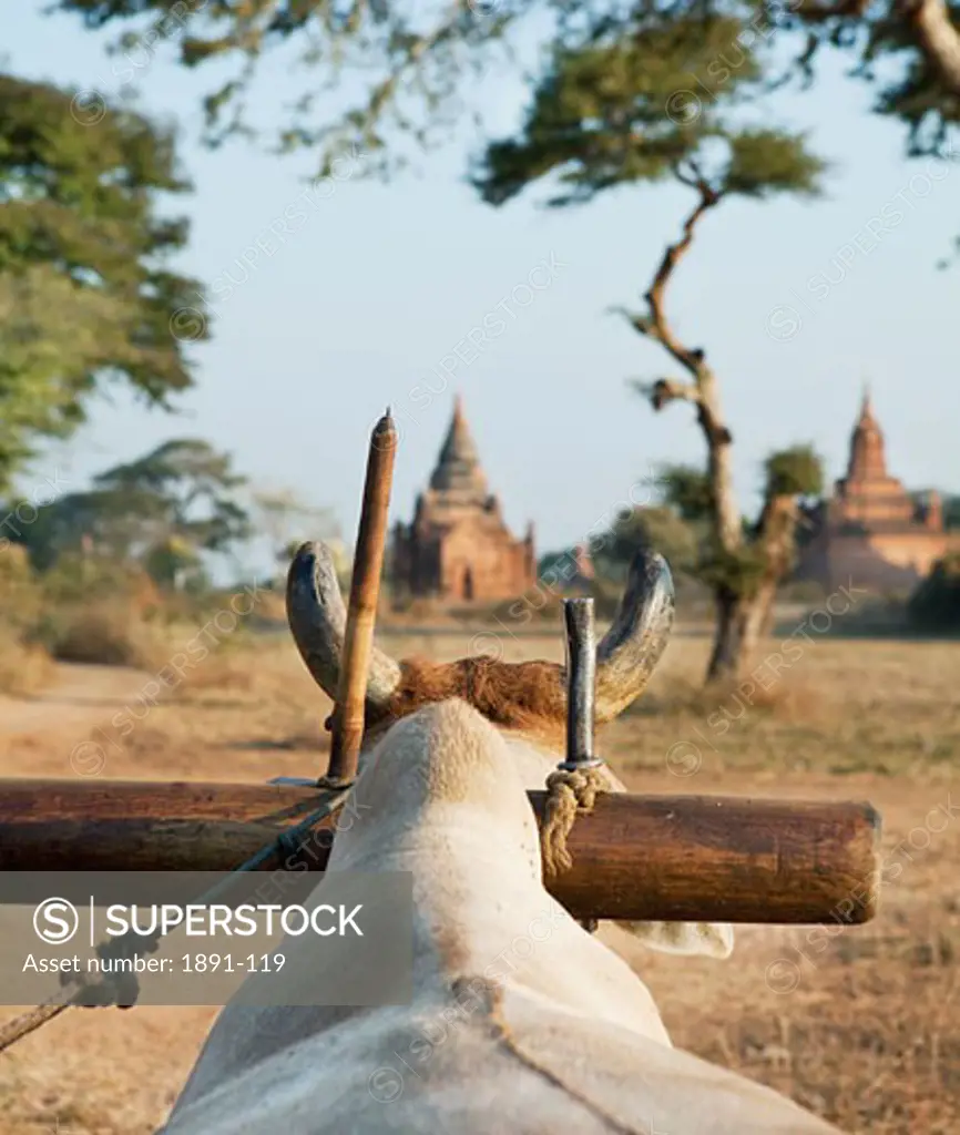 Ox cart with a temple in the background, Bagan Temple, Bagan, Myanmar