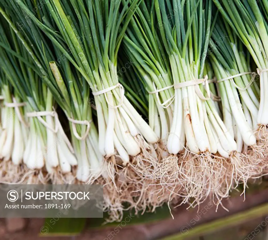 Bunches of spring onions in a market stall