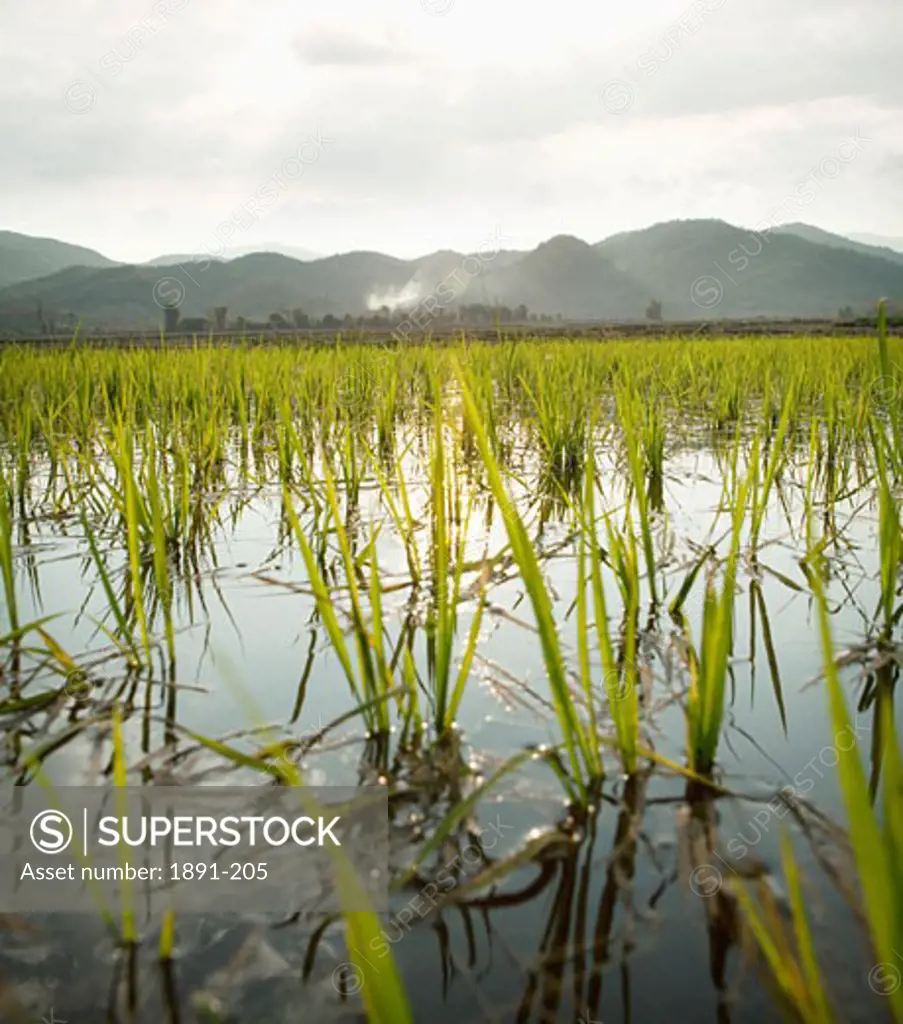 Rice field, Myanmar