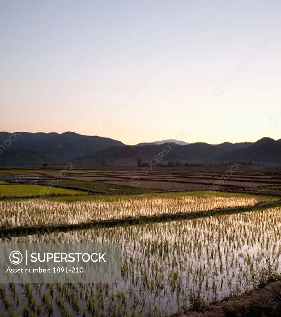 Rice field at sunset, Myanmar