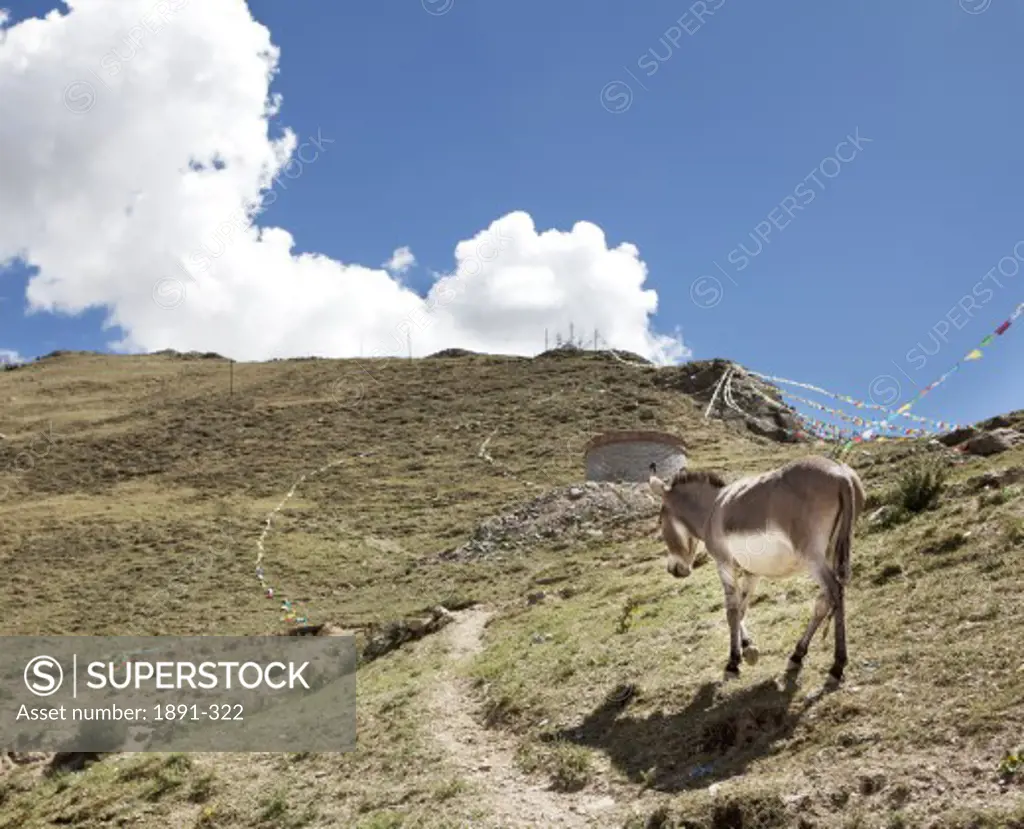 Donkey walking on a hill, Tibet,