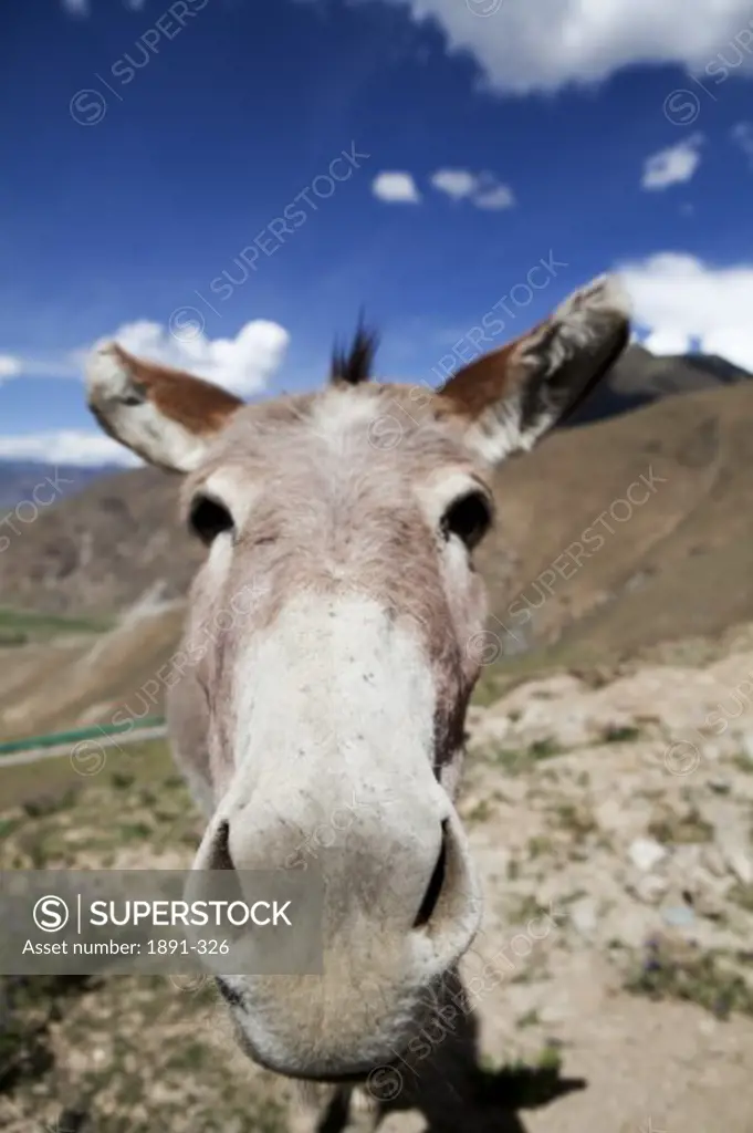 Close-up of a donkey, Tibet,