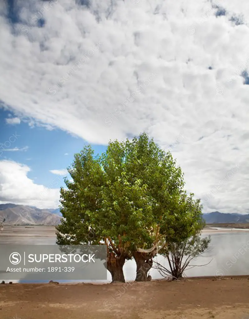 Trees in front of a lake, Tibet,