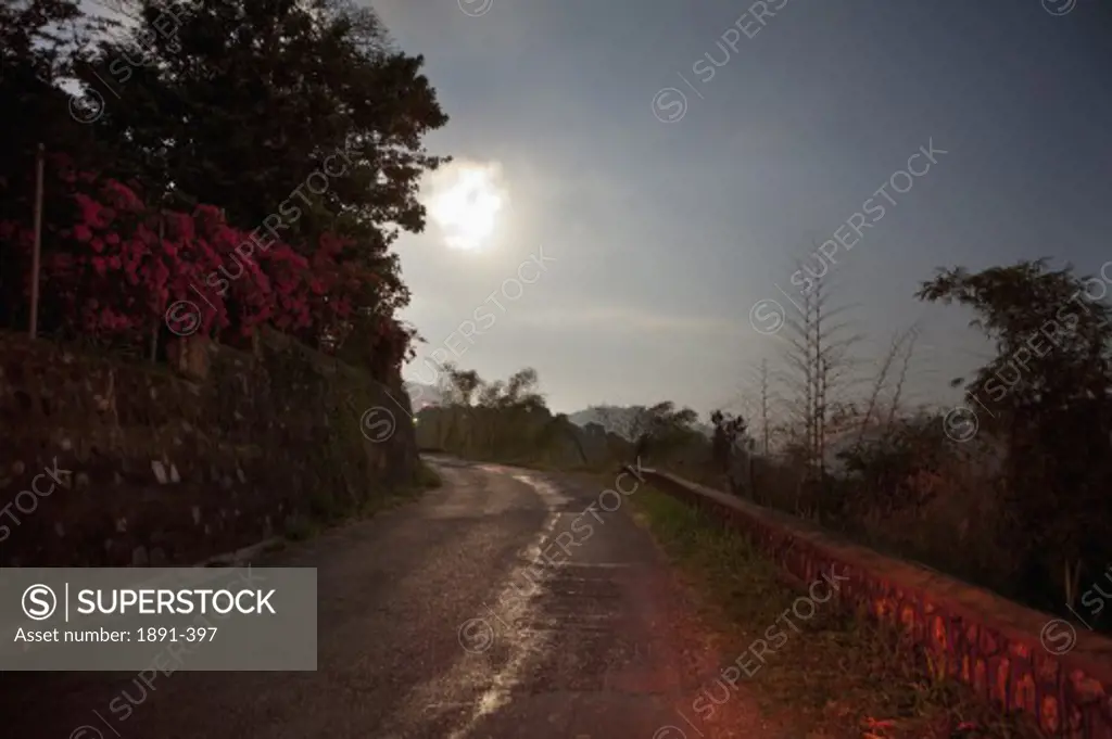 Trees along a road, Jamaica