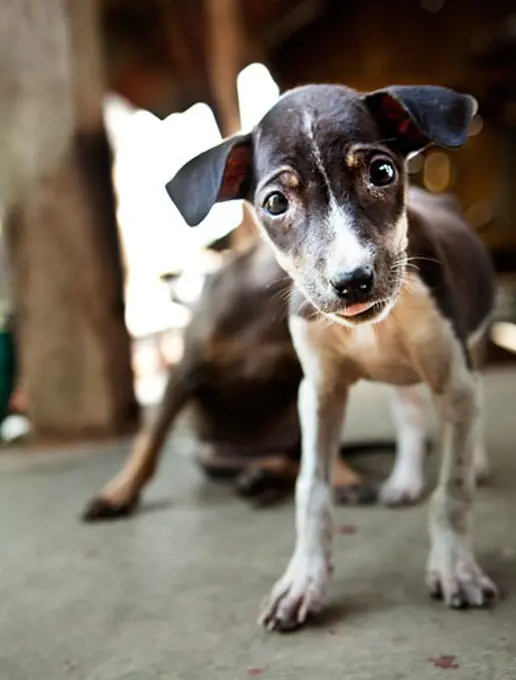 Close-up of a puppy, Myanmar