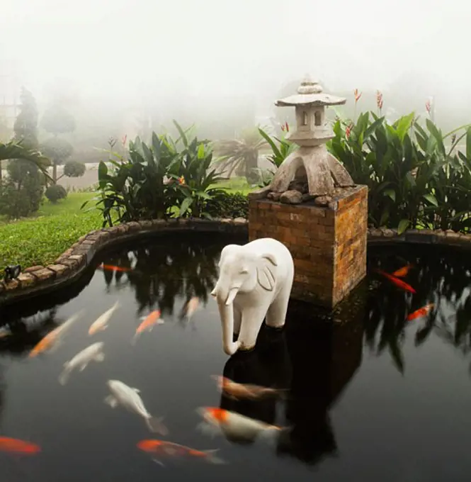 Koi carp in a pond, Yangon, Myanmar