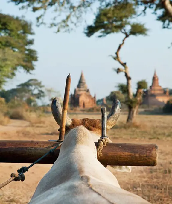 Ox cart with a temple in the background, Bagan Temple, Bagan, Myanmar