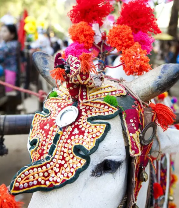 Cow dressed up for rite of passage ceremony, Myanmar