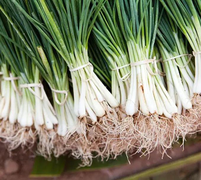 Bunches of spring onions in a market stall