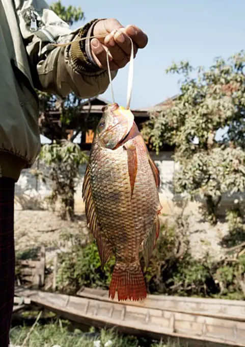 Mid section view of a man holding a fish, Myanmar