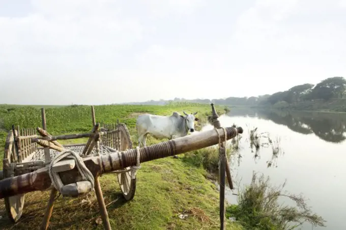 Ox cart with an ox at the lakeside, Myanmar