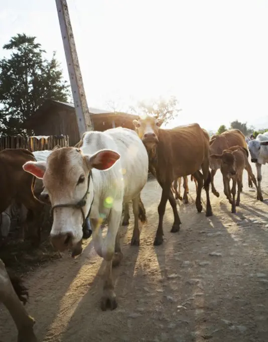 Herd of cows walking on a dirt road, Myanmar