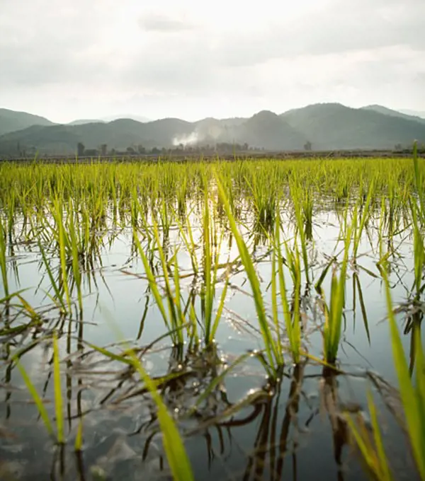 Rice field, Myanmar