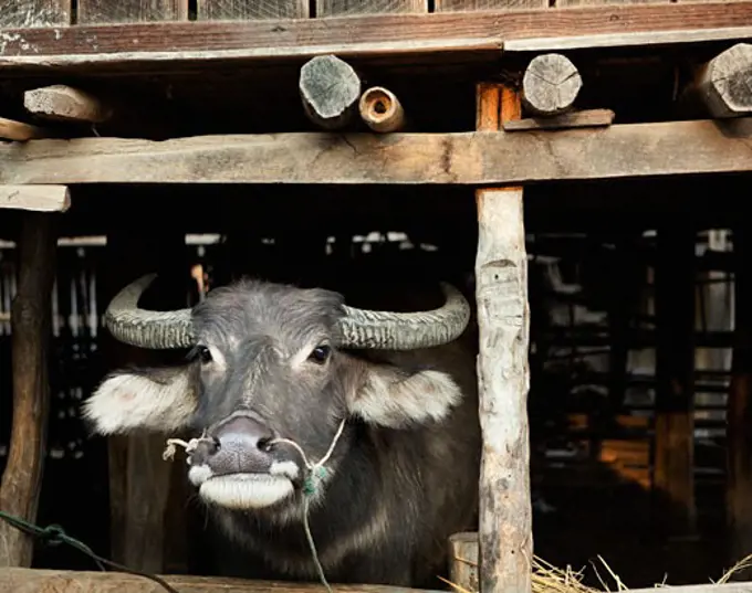 Water buffalo (Bubalus bubalis) in a shed, Myanmar