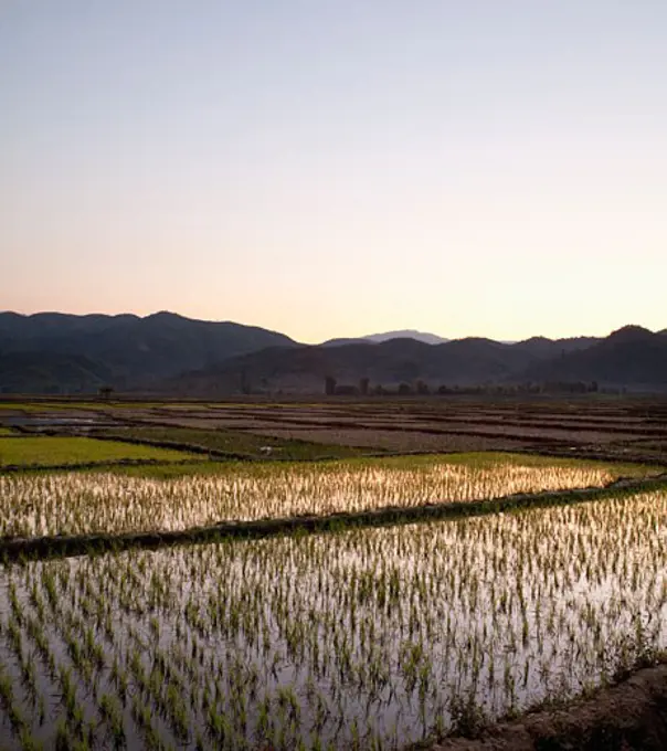 Rice field at sunset, Myanmar