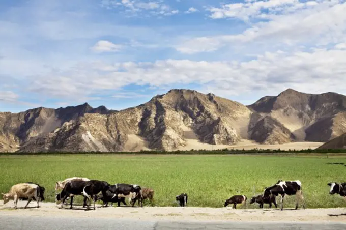 Cows grazing along the road, Tibet,