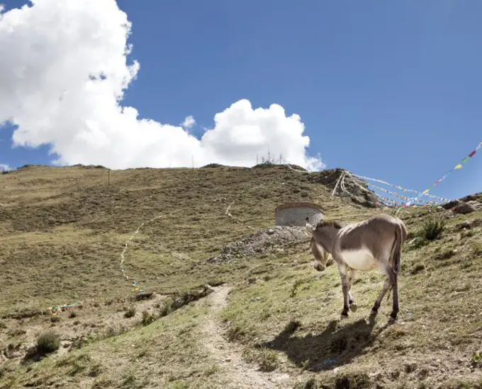 Donkey walking on a hill, Tibet,