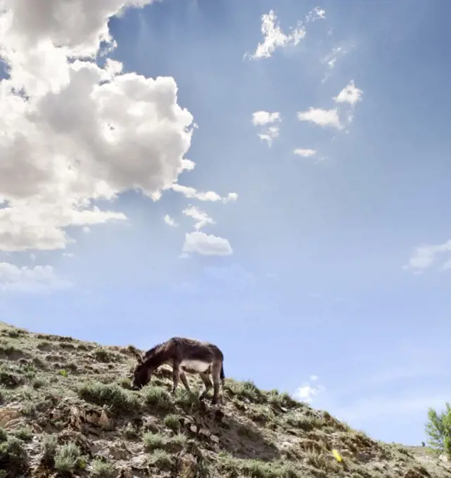 Donkey grazing on a hill, Tibet,