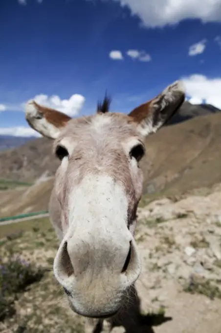 Close-up of a donkey, Tibet,