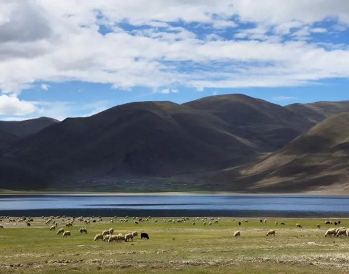 Flock of sheep grazing on a landscape, Tibet,