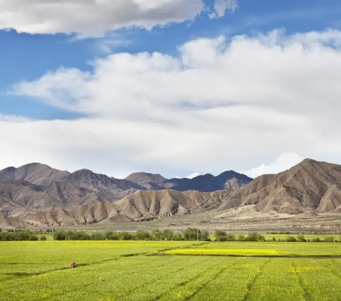 Crop in a field near mountains, Tibet,