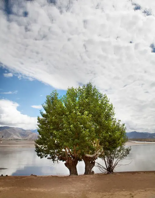 Trees in front of a lake, Tibet,