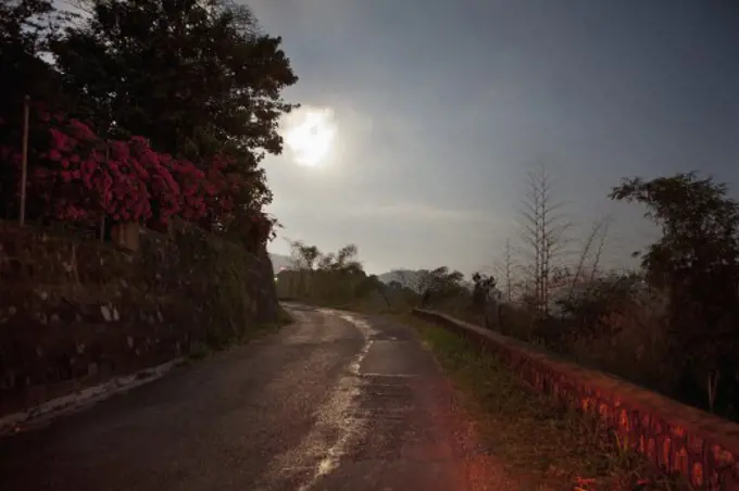 Trees along a road, Jamaica