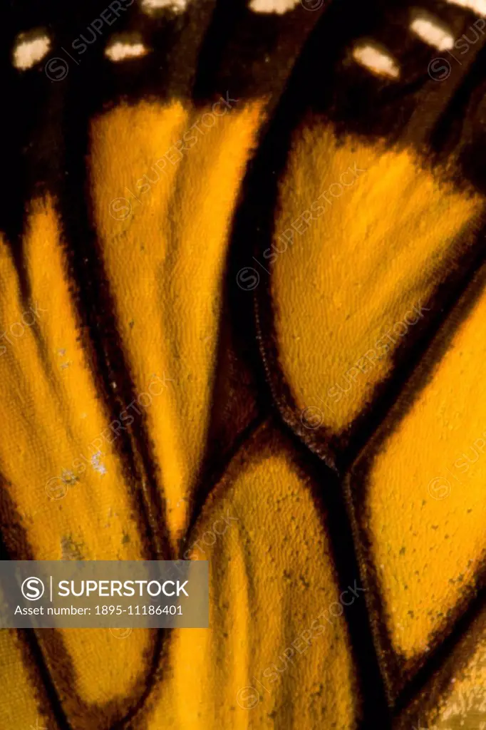 Macrophotograph of a butterfly wing. A close up photograph of a butterfly wing at a magnification of 2:1 to reveal shape, pattern and texture.