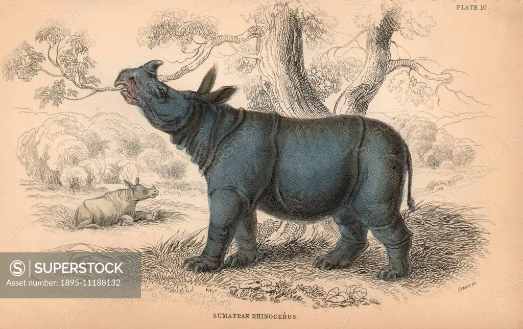 Sumatran rhinoceros, Dicerorhinus sumatrensis, critically endangered. Handcoloured engraving on steel by William Lizars from a drawing by James Stewar...