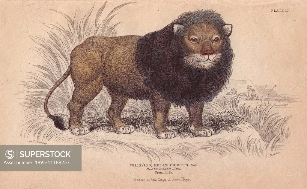 Cape or black-maned lion, Panthera leo melanochaita. Extinct African species. Handcoloured engraving on steel by William Lizars from a drawing by Col....