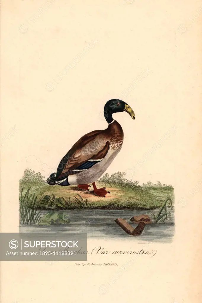 Dutch hookbill duck, Anas boschas var. curvirostra. Type of Mallard duck bred in Holland. Handcoloured copperplate drawn and engraved by George Graves...