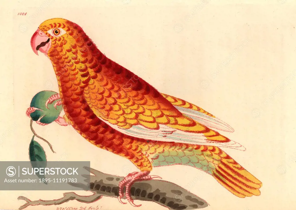 Paradise parrot, Psittacus paradisi. A mystery species of Amazon, or already extinct. Also called the parrot of paradise of Cuba by Mark Catesby, and ...