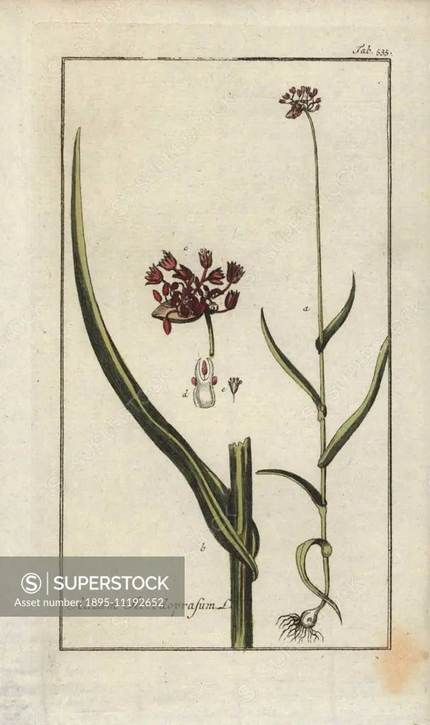 Sand leek, Allium scorodoprasum. Handcoloured copperplate botanical engraving from Johannes Zorn's Afbeelding der Artseny-Gewassen (Icones Plantarum M...