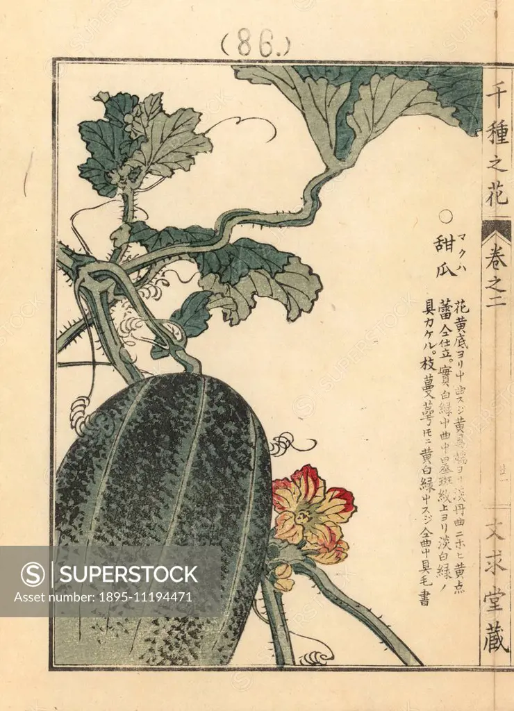 Makuwauri or makuwa musk melon, Cucumis melo var. makuwa. Handcoloured woodblock print by Kono Bairei from Senshu no Hana (One Thousand Varieties of F...