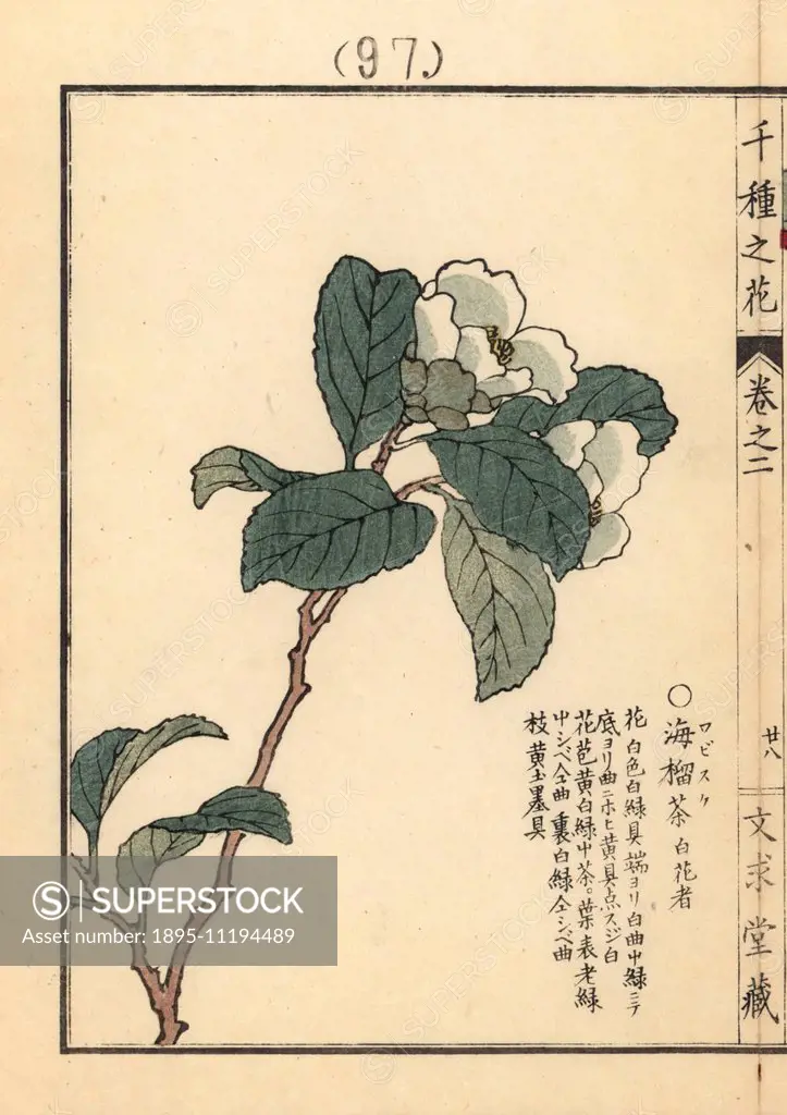 Wabisuke tsubaki or uraku camellia, Camellia uraku Kitam. Handcoloured woodblock print by Kono Bairei from Senshu no Hana (One Thousand Varieties of F...