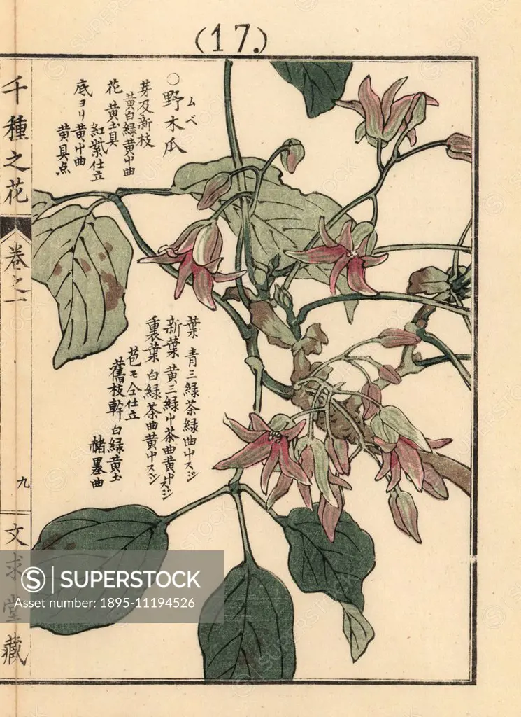 Mube or Japanese staunton vine, Stauntonia hexaphylla. Handcoloured woodblock print by Kono Bairei from Senshu no Hana (One Thousand Varieties of Flow...