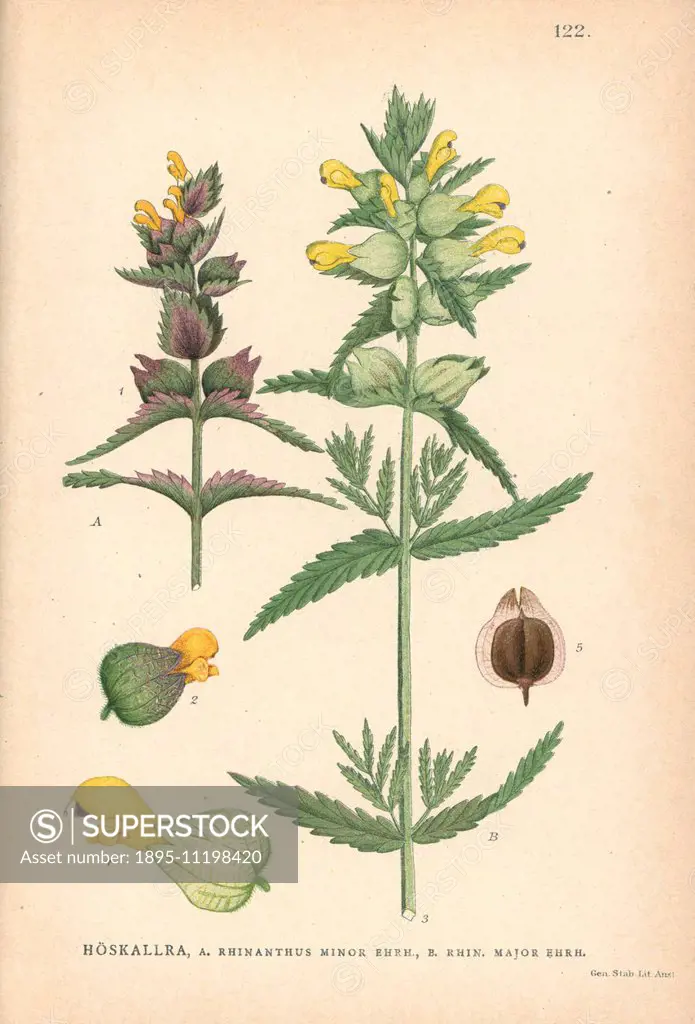 Yellow rattle or cockscomb, Rhinanthus minor, Rhinanthus major. Chromolithograph from Carl Lindman's Bilder ur Nordens Flora (Pictures of Northern Flo...