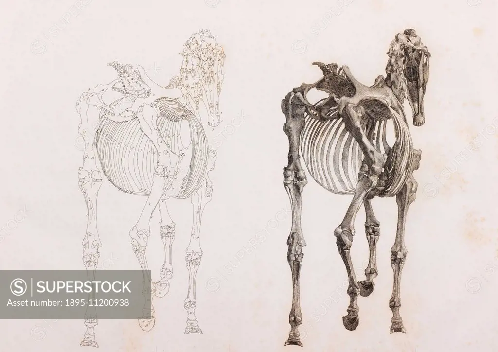 Horse Skeleton, back view. Book: 'The Anatomy of the horse: including a particular description of the bones, cartilages, muscles, fascias, ligaments, ...