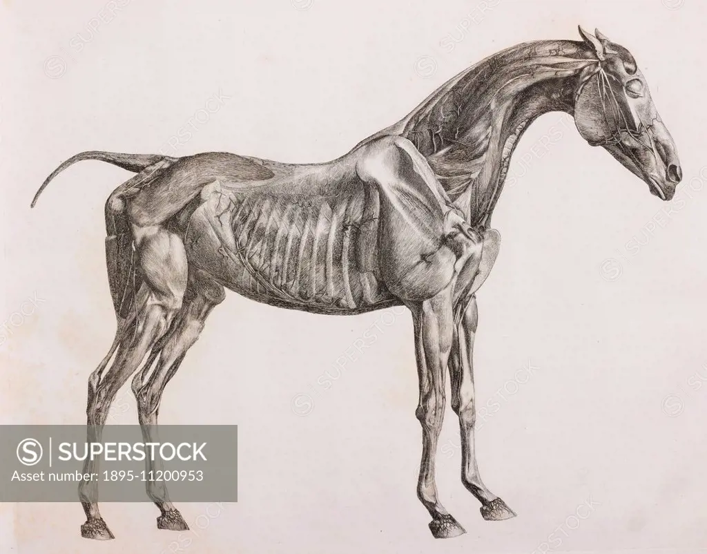 Third dissected layer of a horse, side view. Book: 'The Anatomy of the horse: including a particular description of the bones, cartilages, muscles, fa...