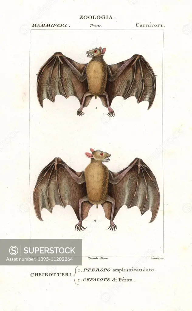 Geoffroy's rousette bat, Rousettus amplexicaudatus, and western naked-backed fruit bat, Dobsonia peronii. Handcoloured copperplate stipple engraving f...