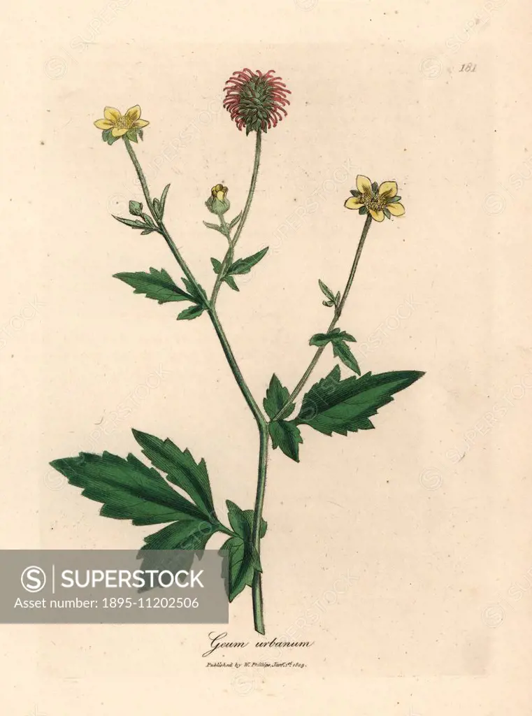 Wood avens, Geum urbanum. Handcoloured copperplate engraving from a botanical illustration by James Sowerby from William Woodville and Sir William Jac...