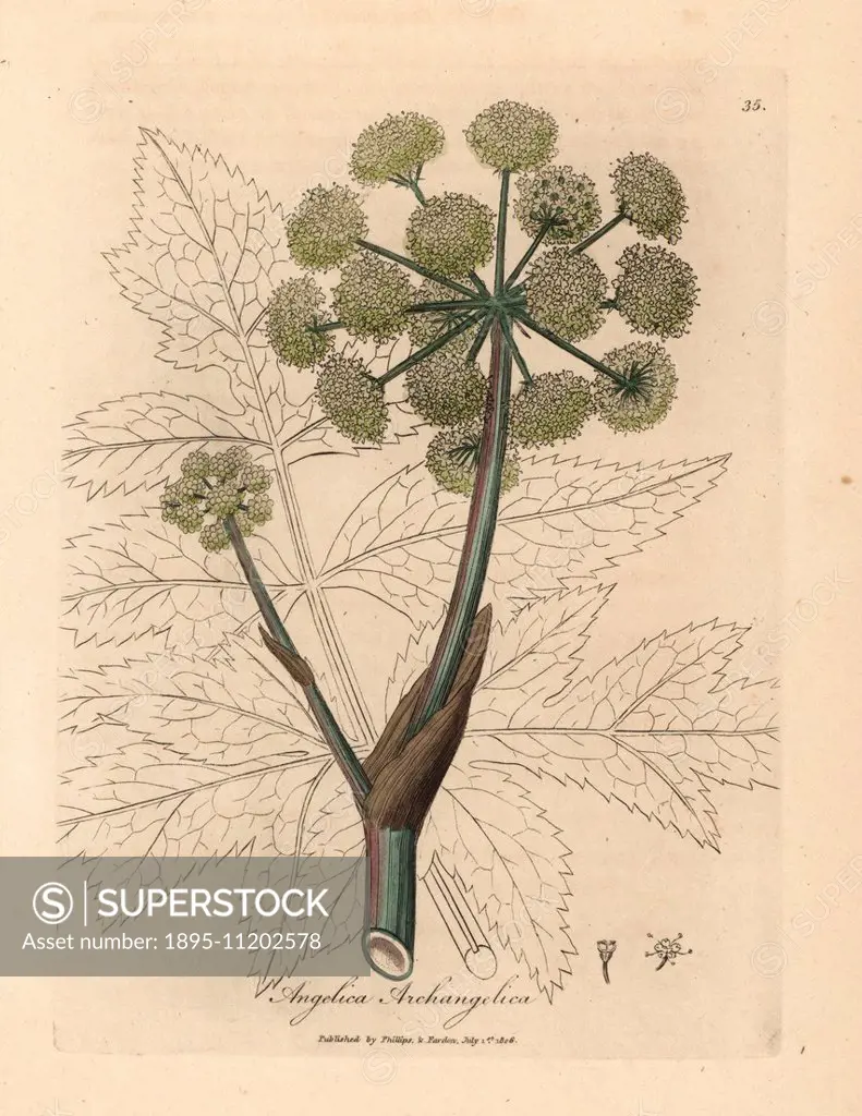 Garden angelica, Angelica archangelica. Handcoloured copperplate engraving from a botanical illustration by James Sowerby from William Woodville and S...