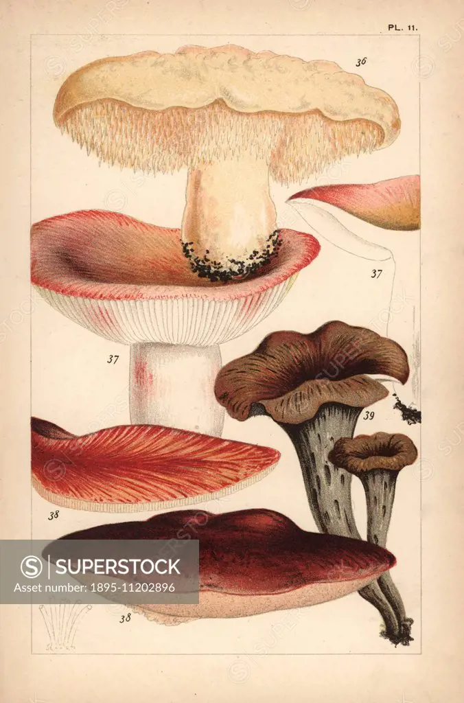 Wood hedgehog mushroom, Hydnum repandum 36, flirt mushroom, Russula vesca 37, beefsteak mushroom, Fistulina hepatica 38 and black chanterelle, Cratere...
