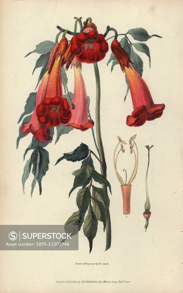 Ash-leaved trumpet flower, Campsis radicans. Handcoloured botanical illustration drawn and engraved by William Clark from Richard Morris's Flora Consp...