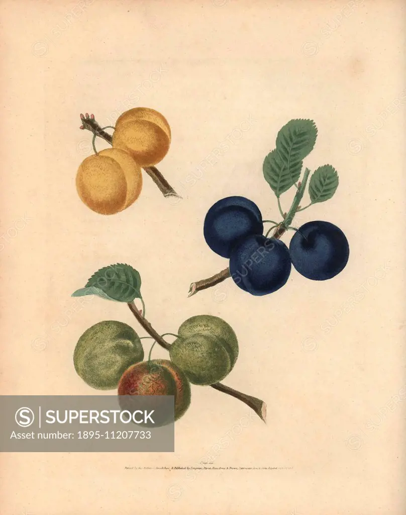 Plum varieties, Prunus domestica italica var. claudiana: Green Gage, White Gage and Blue Gage. Handcoloured stipple engraving of an illustration by Ge...