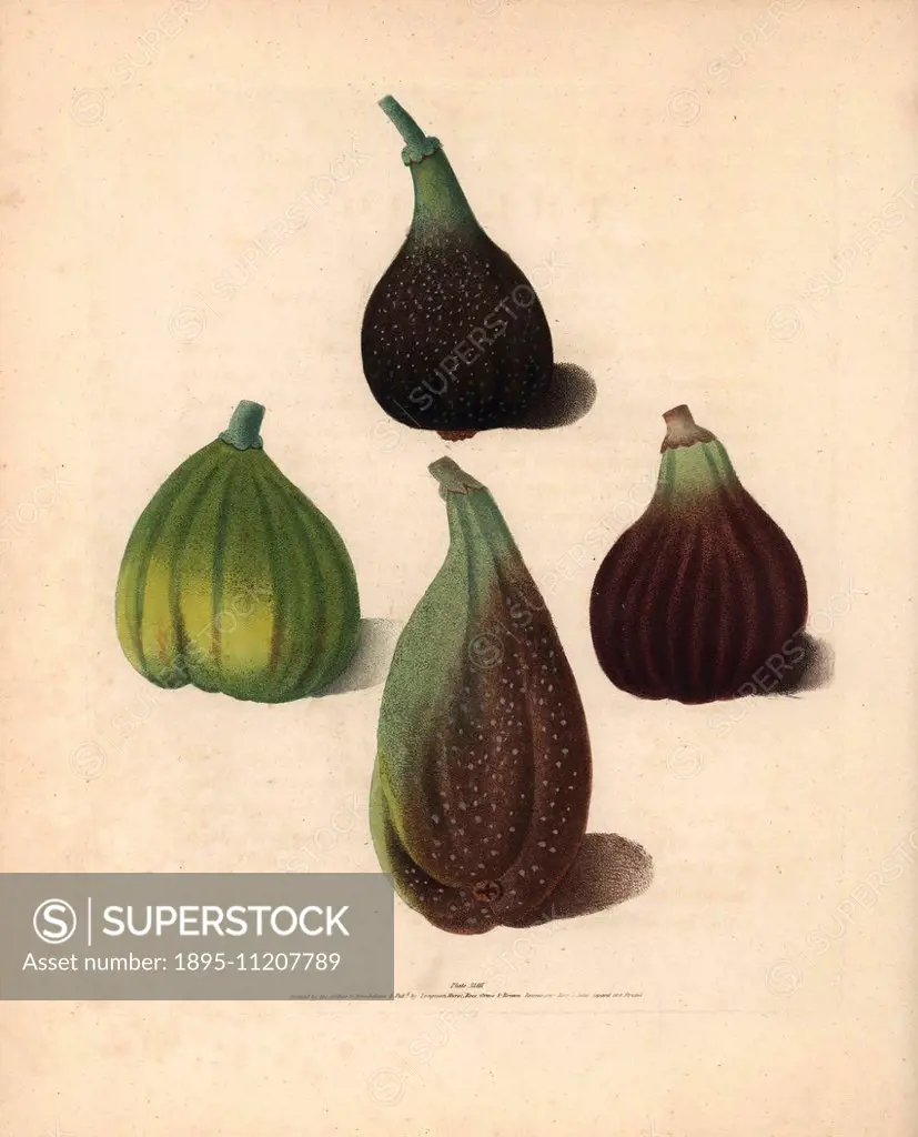 Fig varieties, Ficus carica: Brown Malta, White Marseilles, Purple Fig and Brown Naples or Italian Fig. Handcoloured stipple engraving of an illustrat...