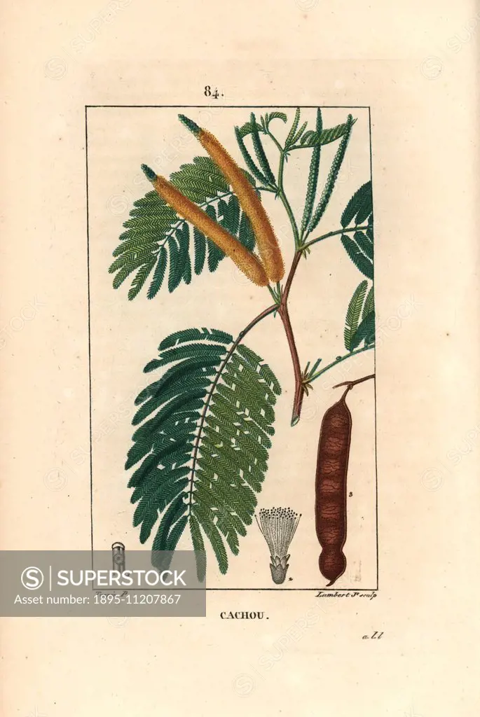 Catechu or cutch, Acacia catechu. Handcoloured stipple copperplate engraving by Lambert Junior from a drawing by Pierre Jean-Francois Turpin from Chau...