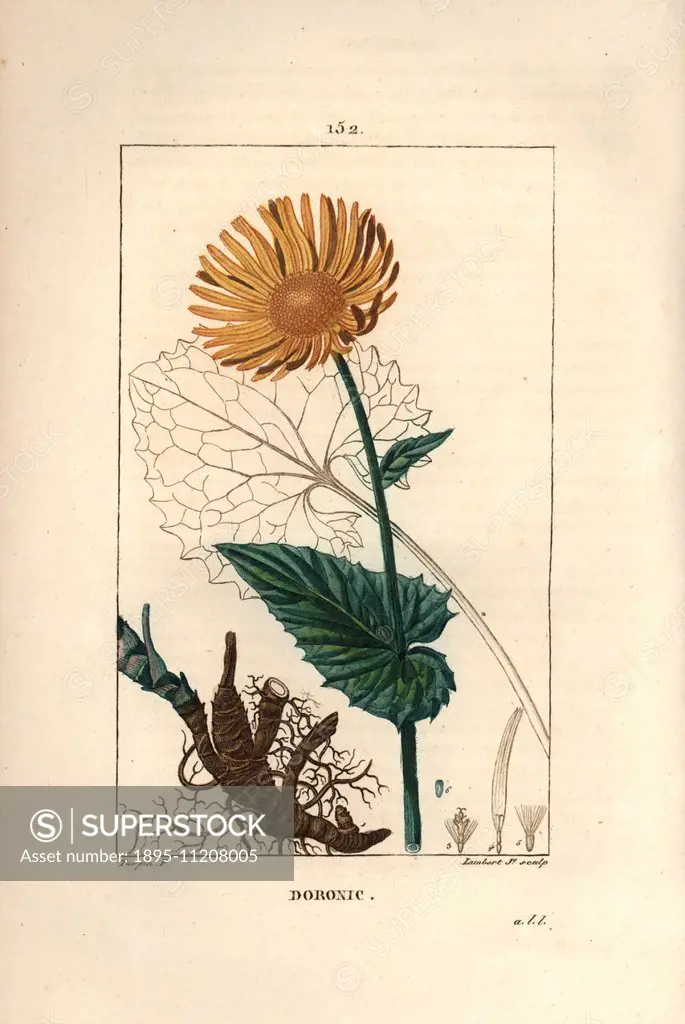 Leopard's bane, Doronicum maximum, showing flower, leaf, seed and root rhizome. Handcoloured stipple copperplate engraving by Lambert Junior from a dr...